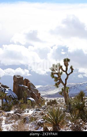 Sonnendurchfluteter Joshua Tree inmitten einer verschneiten Wüstenlandschaft Stockfoto