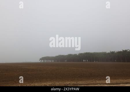 Nebelige Palmenlinie über frisch gemahlenem Boden Stockfoto