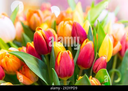 Wunderschöner Blumenstrauß aus bunten Tulpen Stockfoto