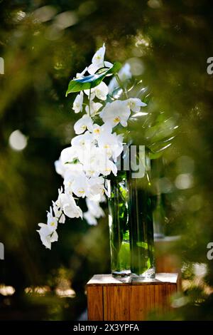 Elegante weiße Orchideen in einer klaren Vase inmitten von Grün. Stockfoto