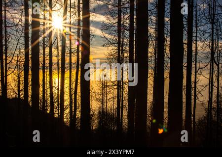 Die Sonne scheint durch die Bäume und strahlt ein warmes Licht auf den Waldboden. Der Himmel ist eine Mischung aus Orange- und Rosa-Tönen, die ein ruhiges und friedliches Ambiente schaffen Stockfoto