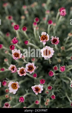 Zarte rosafarbene Blüten mit goldenen Zentren in einem Frühlingsgarten Stockfoto