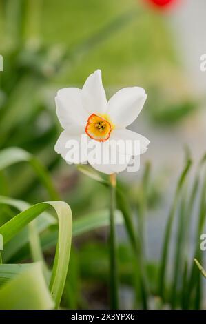 Einzelne weiße Narzissen mit einem feurigen Orangenkern in einem Zweiggarten Stockfoto