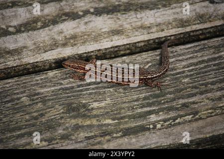 Weibchen von Vivipara (Zootoca vivipara) auf einem Holzgestell in einem Moor in Nordwestdeutschland Stockfoto