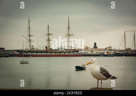 mouette posant devant un voilier à quai Stockfoto