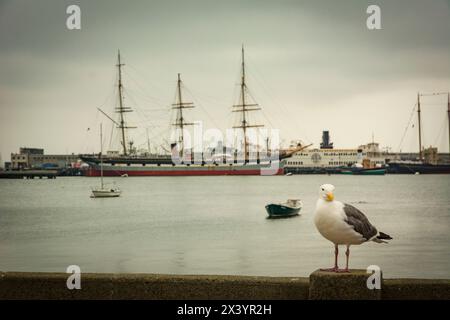 mouette posant devant un voilier à quai Stockfoto