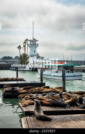 Phoques sur le Ponton à San Francisco Stockfoto