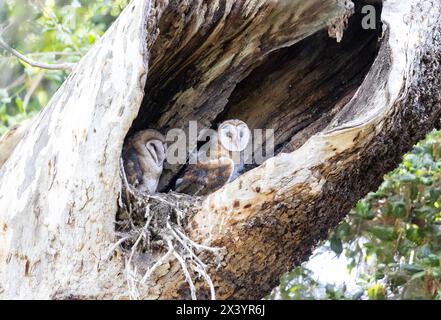 Scheuneneule, Erwachsener und Huhn im Nest im Baumstamm Stockfoto