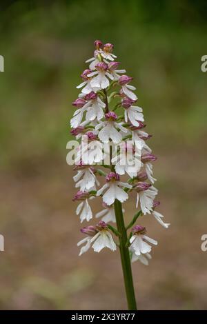 Orchidee: Orchis purpurea. Kent, Großbritannien. Helle Vielfalt. Stockfoto