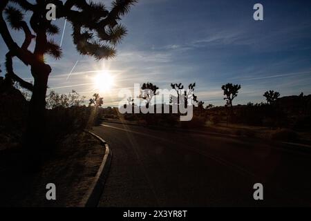 Die Sonne leuchtet auf einer Wüstenstraße zwischen Joshua-Bäumen Stockfoto