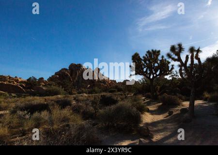 Schatten am späten Nachmittag im felsigen Gelände von Joshua Tree Stockfoto