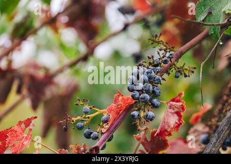 Nahaufnahme reifer roter Trauben auf der Weinrebe im Herbst Stockfoto