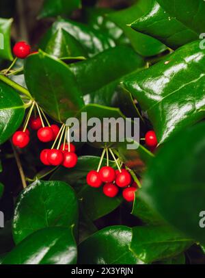 Nahaufnahme von roten Beeren und grünen Blättern auf einem Holly Bush Stockfoto