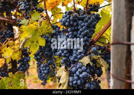 Nahaufnahme reifer roter Trauben auf der Weinrebe im Herbst Stockfoto