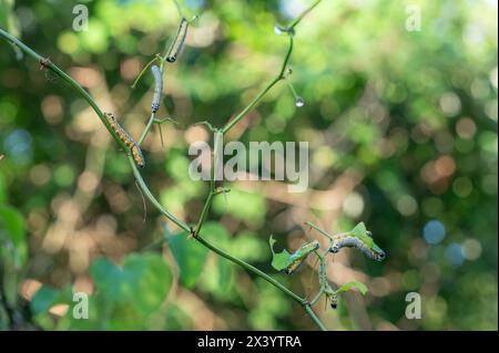 Eine Gruppe turbulenter Phosphila-Motten-Raupen an einer Greenbrier-Rebe. Stockfoto