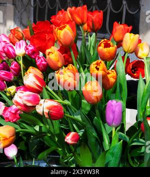 Mehrfarbige, rote, gelbe, weiße lilafarbene Tulpen zum Verkauf. Stockfoto