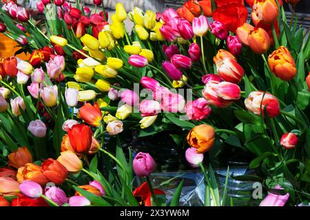 Mehrfarbige, rote, gelbe, weiße lilafarbene Tulpen zum Verkauf. Stockfoto