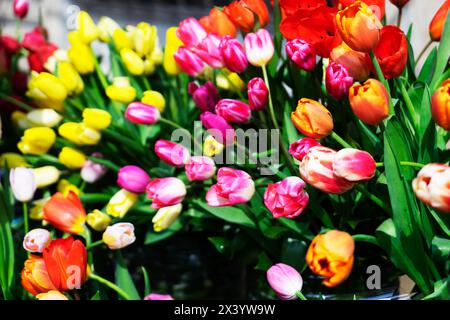 Mehrfarbige, rote, gelbe, weiße lilafarbene Tulpen zum Verkauf. Stockfoto