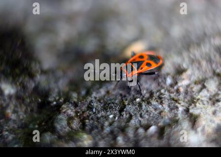 Ein roter Käfer mit schwarzen Flecken ist auf einem Felsen. Der Käfer ist klein und hat einen schwarzen Kopf. Stockfoto