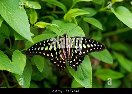 Grün gepunkteter DreiecksSchmetterling, geschwänzter grüner jay, sitzt auf einem grünen Blatt Stockfoto