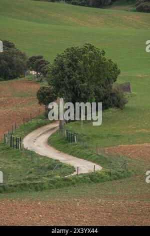 Wenn sie jung ist, bildet sie gewöhnlich buschige Klumpen, die mit Kermes-Eiche (Quercus coccifera) verwechselt werden können und manchmal in diesem buschigen Stab verbleibt Stockfoto