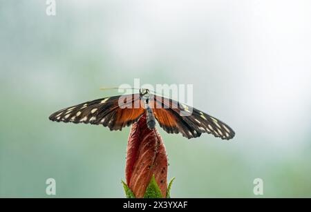 Golden Longwing - Heliconius Hekale, tropische Schmetterlinge, aus Peru und Mexiko. Andere Bezeichnung: Hecale Longwing, Tiger Longwing oder Golden Heliconian Stockfoto