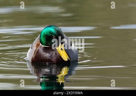 Eine männliche Stockenten-Dabbling-Ente (Anas platyrhynchos). Die Farben seiner Federn, besonders der grüne Kopf, zeigen sich im Frühlingssonnenlicht. Stockfoto