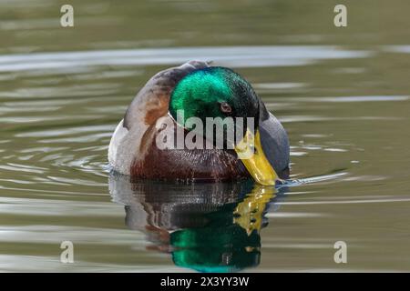 Eine männliche Stockenten-Dabbling-Ente (Anas platyrhynchos). Die Farben seiner Federn, besonders der grüne Kopf, zeigen sich im Frühlingssonnenlicht. Stockfoto