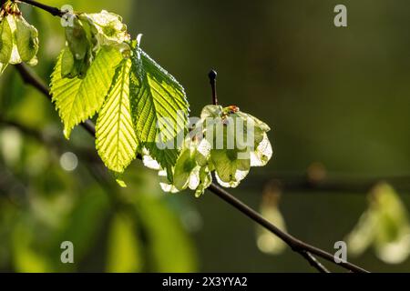 Ulmenbaum (Ulmus Procera) Blätter und Früchte im Frühjahr. Stockfoto