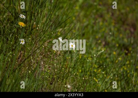 Wilde Kamillenblüten auf einem Feld an einem sonnigen Tag. Geringe Schärfentiefe Stockfoto