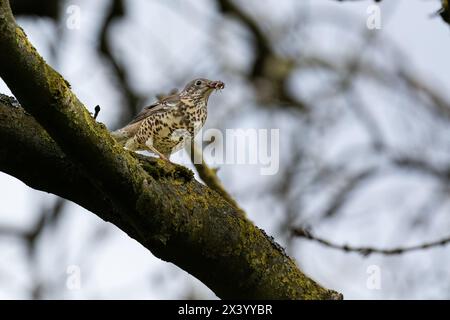 Eine erwachsene Misteldrossel (Turdus viscivorus) mit Nahrung im Schnabel, bereit, um sie zu ihren Jungvögeln zu nehmen. Stockfoto