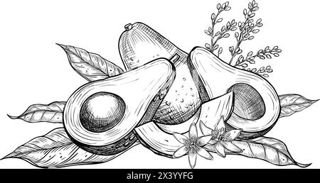 Illustration des Avocado-Vektors. Botanische Zeichnung von Früchten mit Blume, bemalt mit schwarzer Tinte in linearer Form. Gravur von Gemüse mit Blättern. Ätzen von veganen Lebensmitteln für Rezepte und Kochbücher. Stock Vektor
