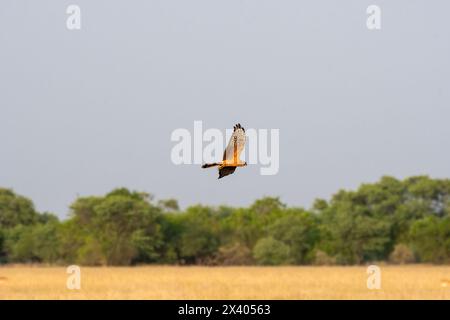 Eine eurasische sumpfweide, die während einer Wildtiersafari hoch im Grasland im Tal Chappar Blackbuck-Schutzgebiet fliegt Stockfoto