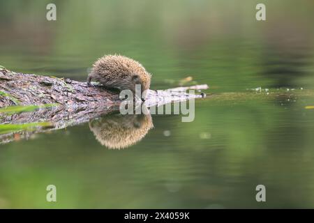 Porträt eines europäischen Igels im Wald auf Moos und Blättern. Stockfoto