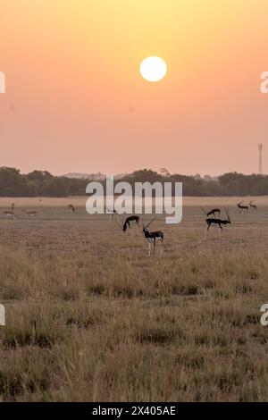 Eine Herde von Blackbucks weidet im Grasland mit den Farben der untergehenden Sonne im Blackbuck-Schutzgebiet in Tal Chappar, Rajasthan Stockfoto