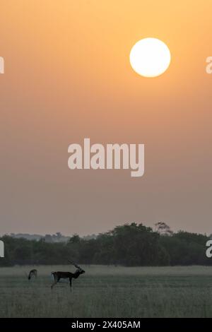 Eine Herde von Blackbucks weidet im Grasland mit den Farben der untergehenden Sonne im Blackbuck-Schutzgebiet in Tal Chappar, Rajasthan Stockfoto