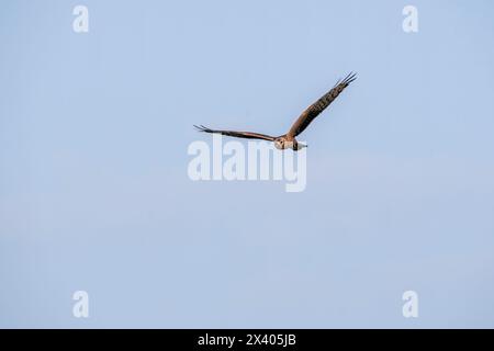 Eine eurasische sumpfweide, die während einer Wildtiersafari hoch im Grasland im Tal Chappar Blackbuck-Schutzgebiet fliegt Stockfoto