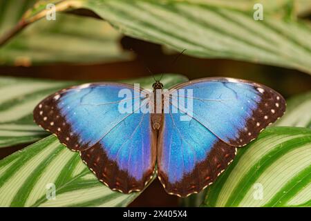 Morpho peleides Schmetterling, mit offenen Flügeln auf einem grünen Blatt Stockfoto