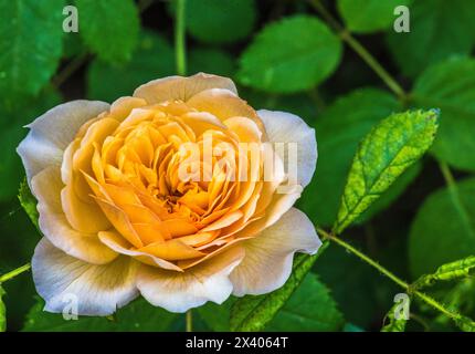 Europa, Frankreich, Garten in Nouvelle Aquitaine, englischer gelb-oranger Rosenstrauch (David Austin) Stockfoto