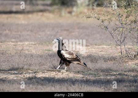 Eine Gruppe ägyptischer Geier, die sich auf einem Baumzweig im Naturschutzgebiet Jorbeer während einer Wildtiersafari thront Stockfoto