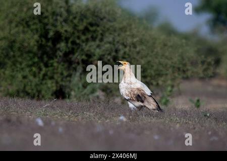 Eine Gruppe ägyptischer Geier, die sich auf einem Baumzweig im Naturschutzgebiet Jorbeer während einer Wildtiersafari thront Stockfoto