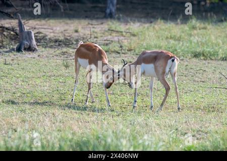 Zwei männliche Blackbucks kämpfen um die Dominanz und Paarungszeiten im Blackbuck Sanctury in Tal Chappar, Rajasthan, während einer Wildtiersafari Stockfoto