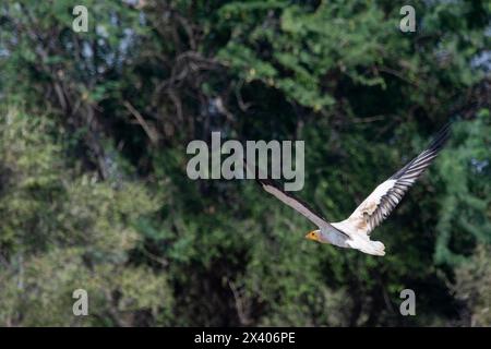 Eine Gruppe ägyptischer Geier, die sich auf einem Baumzweig im Naturschutzgebiet Jorbeer während einer Wildtiersafari thront Stockfoto