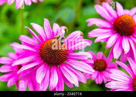 Hummel, die eine Blume durchsucht. Echinacea Stockfoto