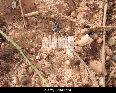 Schwarze Ameise, die über den roten Erdboden läuft, zwischen trockenen Blättern, Steinen und Kieselsteinen, Bäumen und Bambuszweigen auf der Suche nach Nahrung für die Ameisenhügel. Stockfoto