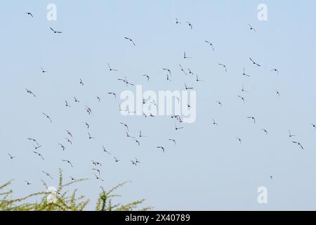 Eine Schar von Steintauben und Gelbäugentauben, die auf einem Lampenpfosten am Stadtrand von Bikaner, Rajasthan, während eines Vogelausflugs thronten Stockfoto
