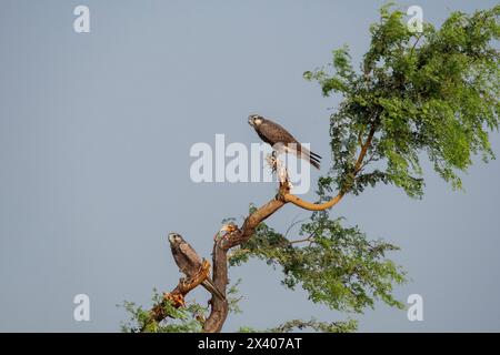 Ein Laggarfalke, der auf einem Baum im Grasland des Taler Chappar Blackbuck Sanctuary während einer Wildtiersafari thront Stockfoto