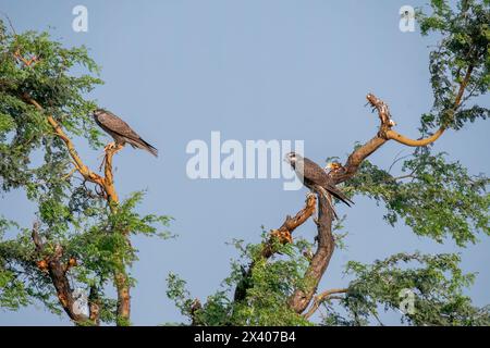 Ein Laggarfalke, der auf einem Baum im Grasland des Taler Chappar Blackbuck Sanctuary während einer Wildtiersafari thront Stockfoto