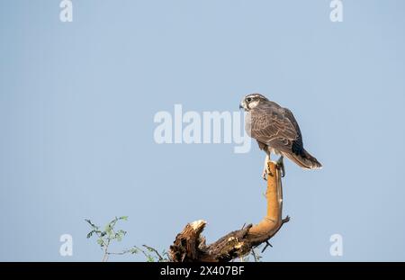 Ein Laggarfalke, der auf einem Baum im Grasland des Taler Chappar Blackbuck Sanctuary während einer Wildtiersafari thront Stockfoto