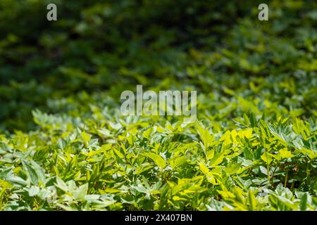 Frische junge Goutweed-Blätter, die im Frühjahr als Nahrung verwendet werden. Aegopodium podagraria, gemeinhin als Grundelder bezeichnet. Grüner Hintergrund. Selektiver Fokus. Stockfoto